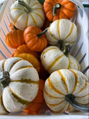 Mini Pumpkin Display